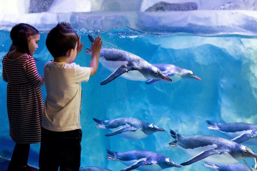 London: Madame Tussauds, London Eye & SEA LIFE Combo Ticket - Who should book this pass, and who should think twice