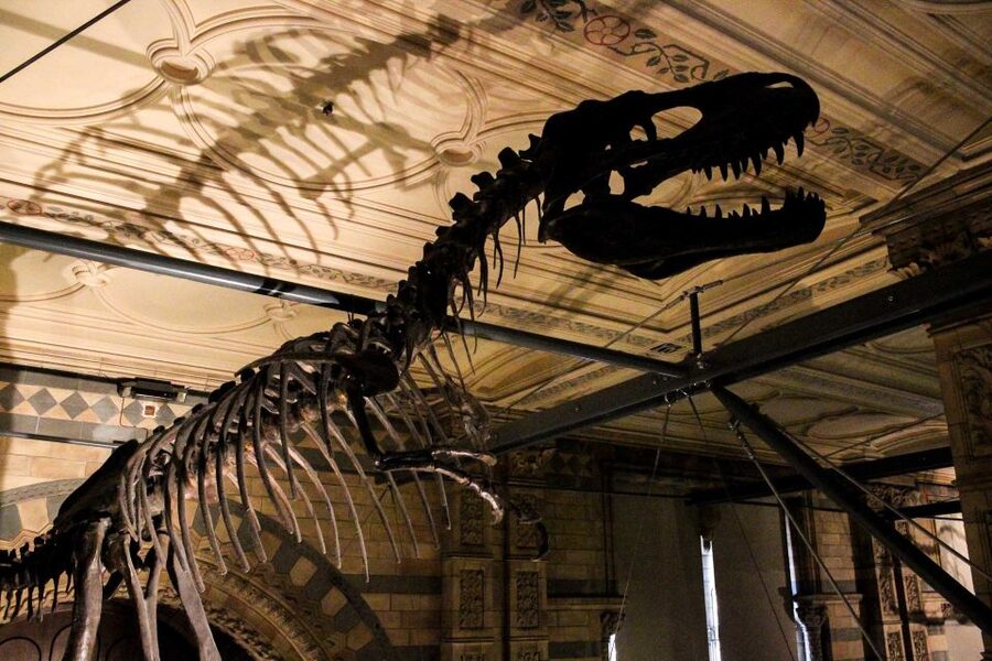 London: Natural History Museum Guided Tour - How the guides make the difference, from Ivo to Sacha