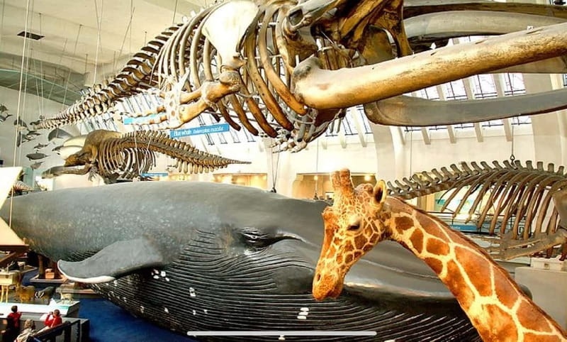 London: Natural History Museum Guided Tour w/ Priority Entry - Interactive displays and the earthquake simulator