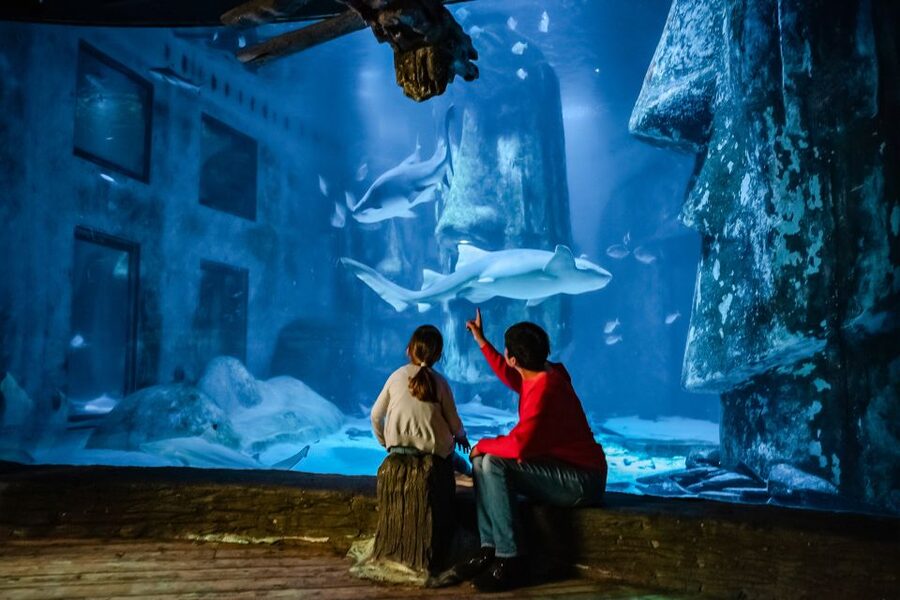 London: SEA LIFE Entry Ticket - SEA LIFE London Aquarium: what the $37 ticket really buys