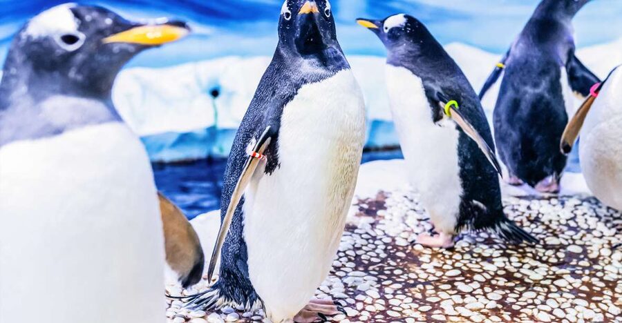 London: SEA LIFE Entry Ticket - Under the tropical ocean: turtles, seahorses, octopus, zebra sharks