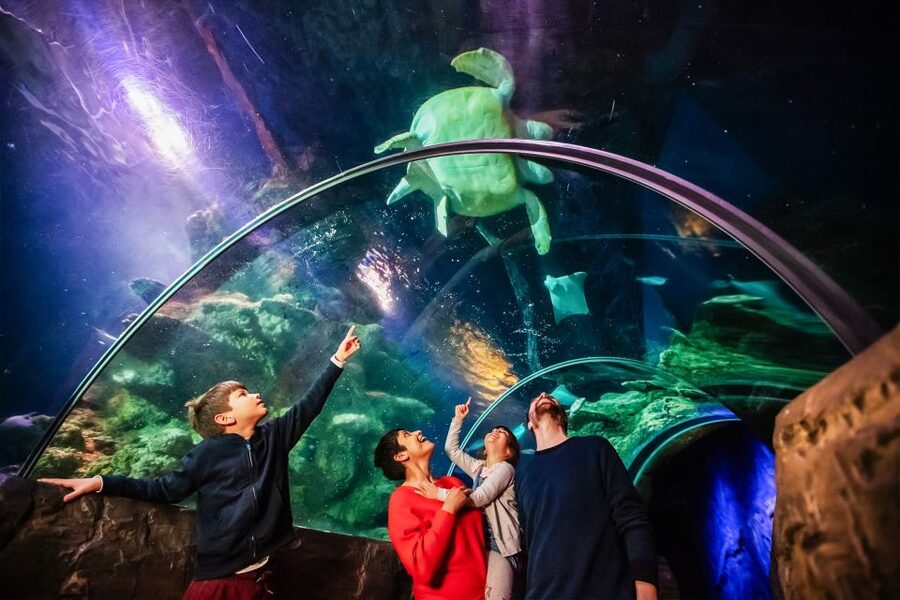 London: SEA LIFE Entry Ticket - Ice Adventure and the Gentoo Penguin Kingdom
