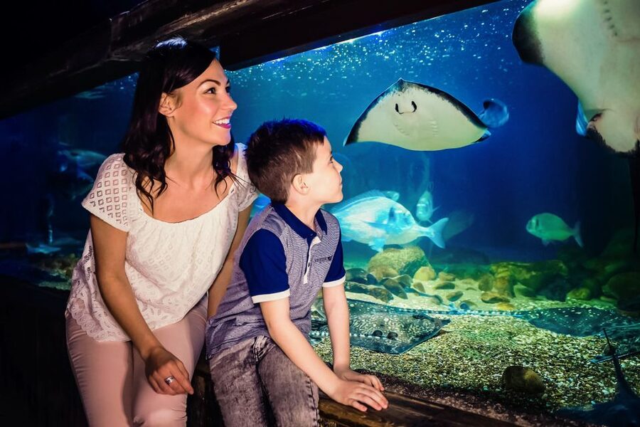London: SEA LIFE Entry Ticket - Amazon trek and Rainforest Adventure with Ranger Andy