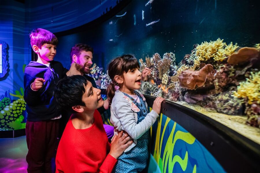 London: SEA LIFE Entry Ticket - Interactive moments that make it feel like more than glass