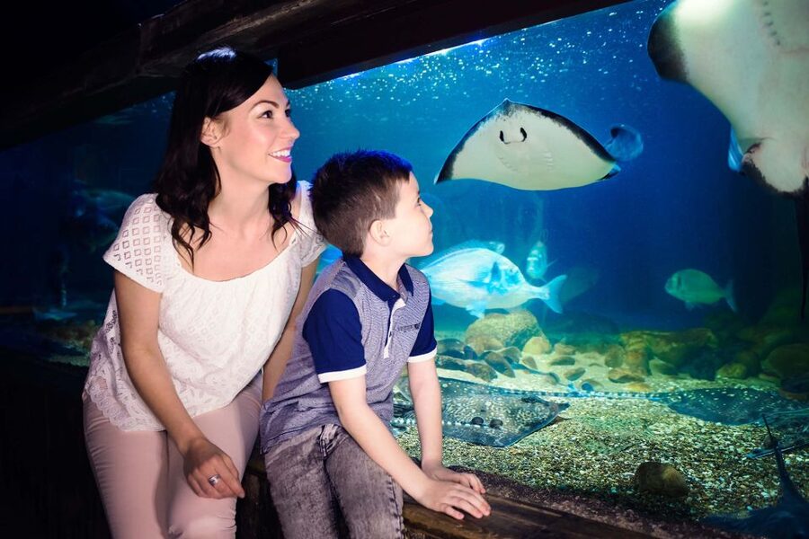 London: SEA LIFE & London Eye Combo Ticket - Should you book the SEA LIFE and London Eye combo ticket?