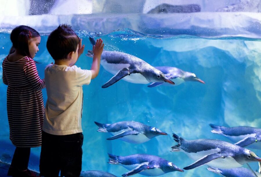 London: SEA LIFE & London Eye Combo Ticket - From aquarium to skyline: how the switch feels at the London Eye