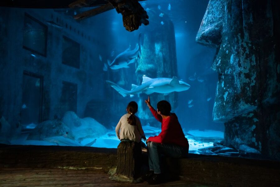 London: SEA LIFE & London Eye Combo Ticket - Price and logistics: getting value without wasting time