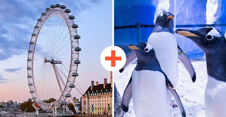 London: SEA LIFE & London Eye Combo Ticket - What a full day looks like in real life