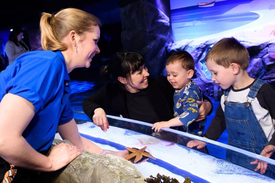London: SEA LIFE & London Eye Combo Ticket - Who this combo is best for