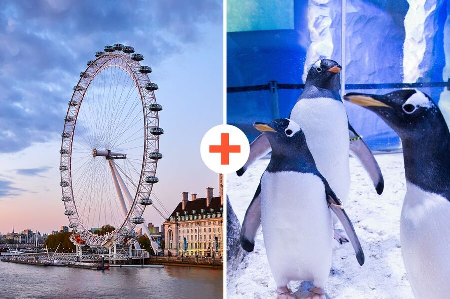 London: SEA LIFE & London Eye Combo Ticket - SEA LIFE London Aquarium: 3 floors, 14 themed zones, real conservation
