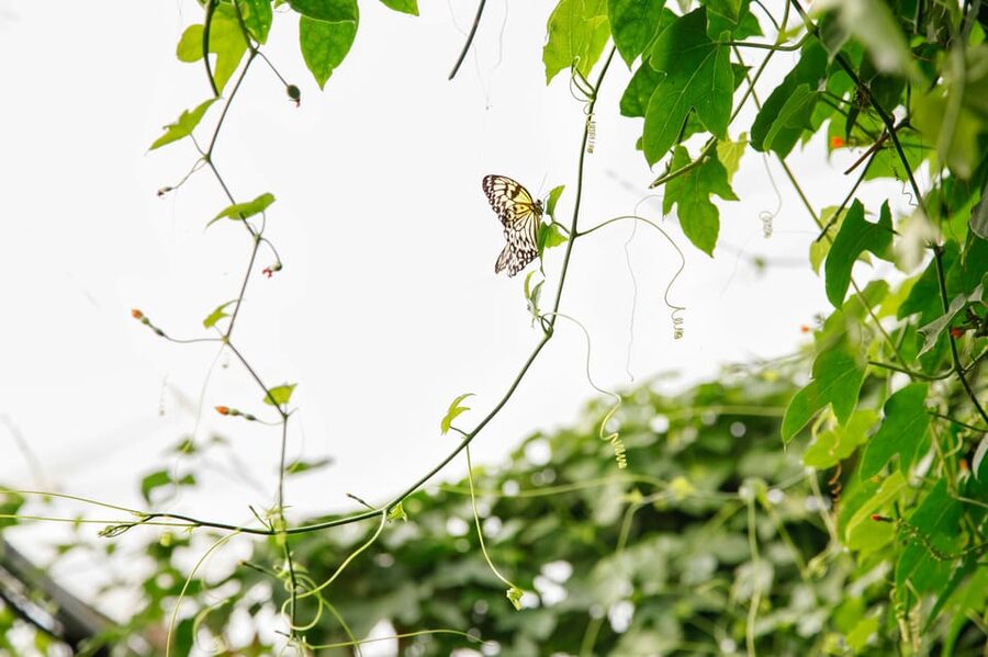 London Zoo: Entry Ticket - Key things to know before you go