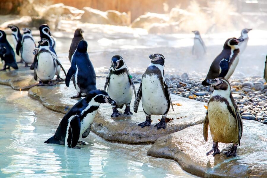 London Zoo: Entry Ticket - Timing Strategy, Weather Reality, and When Animals Choose to Rest