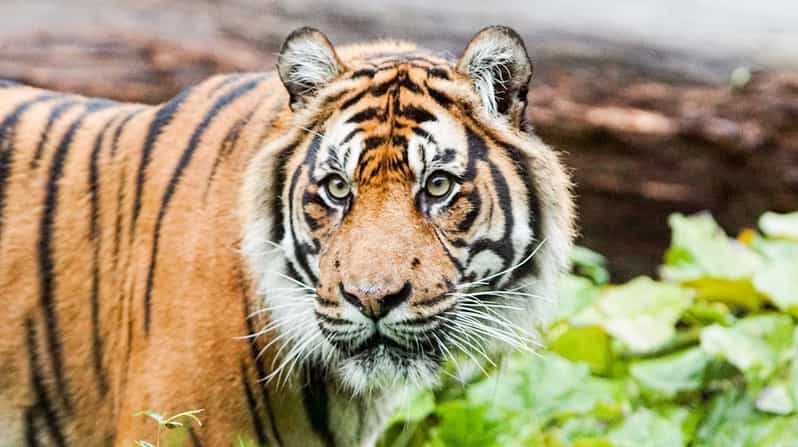 London Zoo: Entry Ticket - Land of the Lions, Asiatic Lion Walkways and Up-Close Viewing