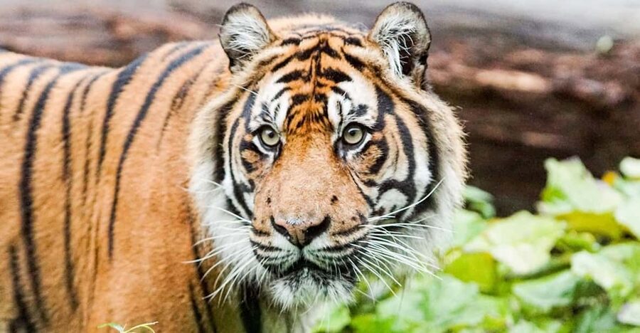 London Zoo: Entry Ticket - Tiger Territory and Tiny Giants, Big Predators and Small Wow Moments