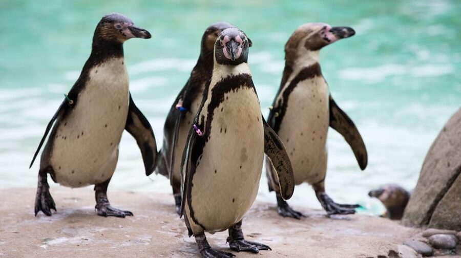 London Zoo: Entry Ticket - Penguin Beach and Into Africa, Where the Zoo Feels Like a Full Show