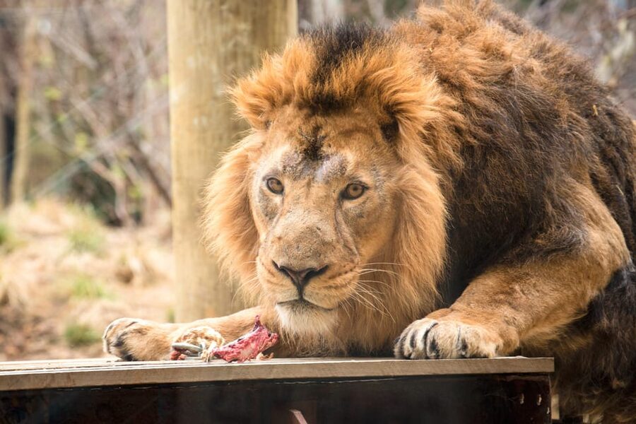 London Zoo: Entry Ticket - Entering The Zoo, Exchange Your Voucher and Skip the Ticket Line