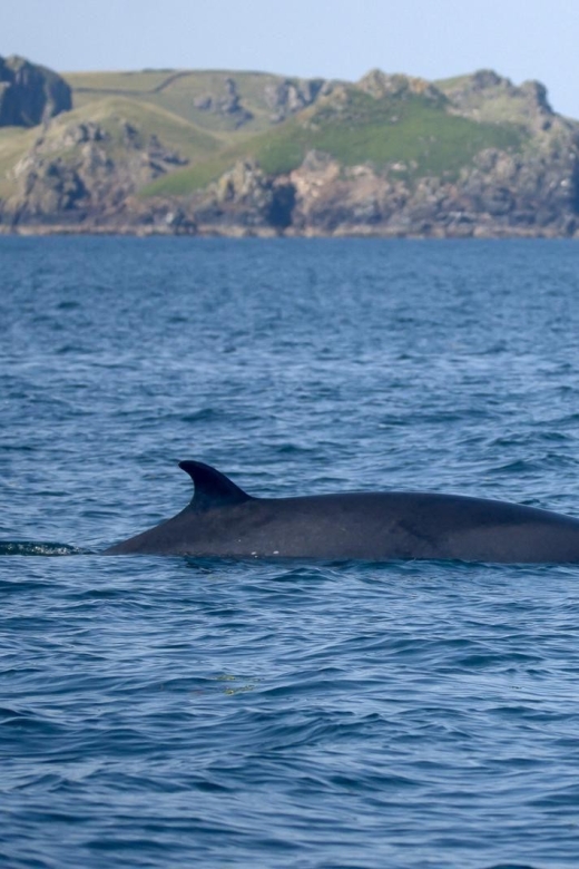 Padstow: Guided RIB Sealife Safari - Key Safari Highlights You’ll Notice Fast