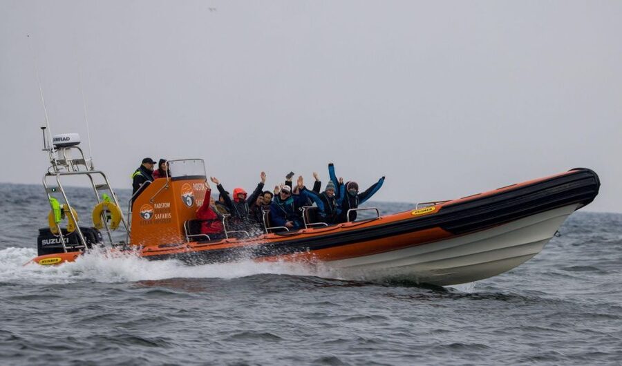 Padstow: Guided RIB Sealife Safari - Wildlife Viewing Highlights: Dolphins, Seals, and the Birds That Rule