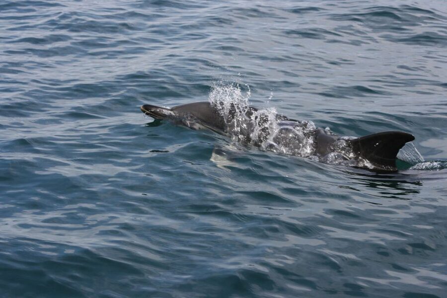 Padstow: Guided RIB Sealife Safari - Route Variations: Port Isaac (Doc Martin) or Trevose Head