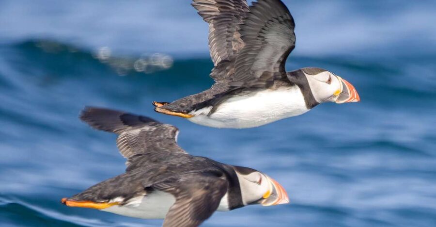 Padstow: Guided RIB Sealife Safari - What’s Included: Waterproofs, Safety Gear, and Small-Group Time