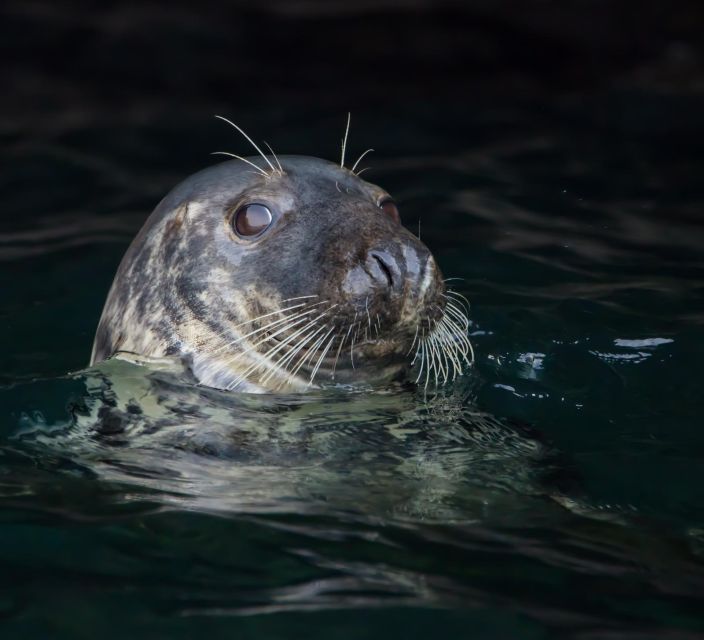 Padstow: Guided RIB Sealife Safari - Price Value: Is $60 Worth It for a 2-Hour Safari?