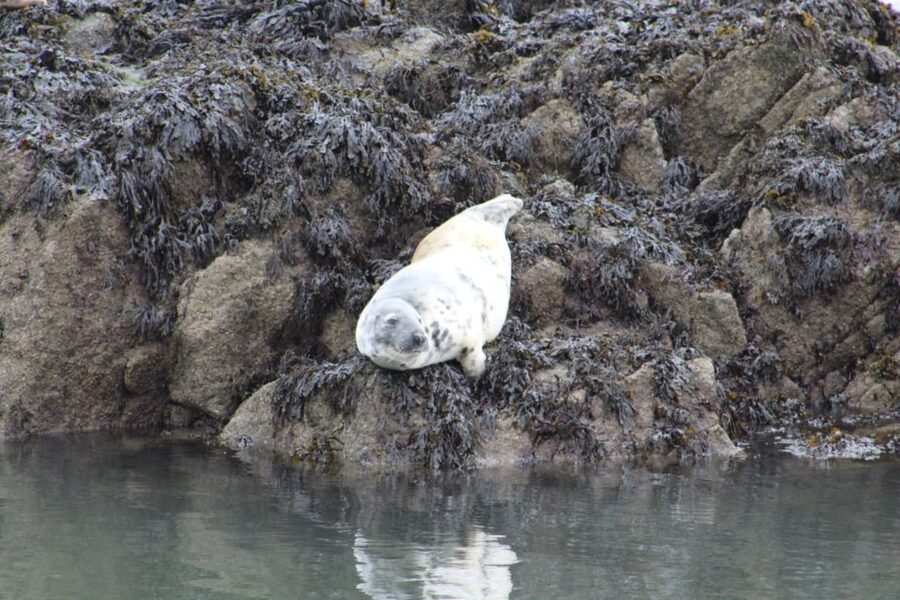 Queensferry: Maid of the Forth 1.5-Hour Sightseeing Cruise - Value check: what you get for about $24
