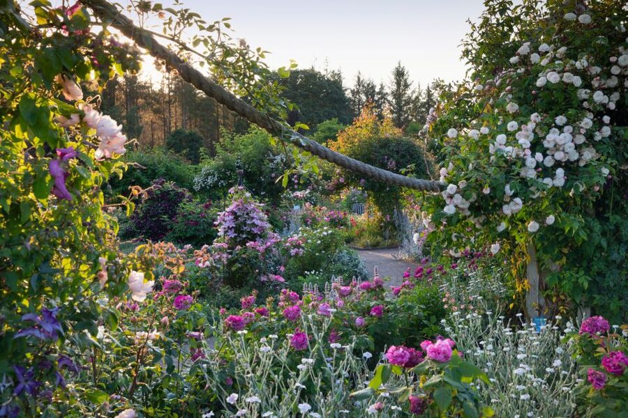 Royal Horticultural Society: Rosemoor Garden Ticket - Hot Garden color waves, plus a smart cooler ending
