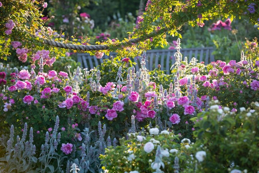 Royal Horticultural Society: Rosemoor Garden Ticket - Morning start: Queen Mother’s Rose Garden to Shrub Roses