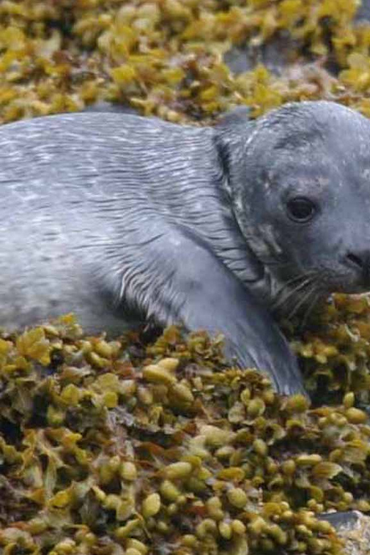 Scottish Highlands: Isle of Skye Glass-Bottom Boat Tour - Key highlights that make this Skye glass-bottom cruise special