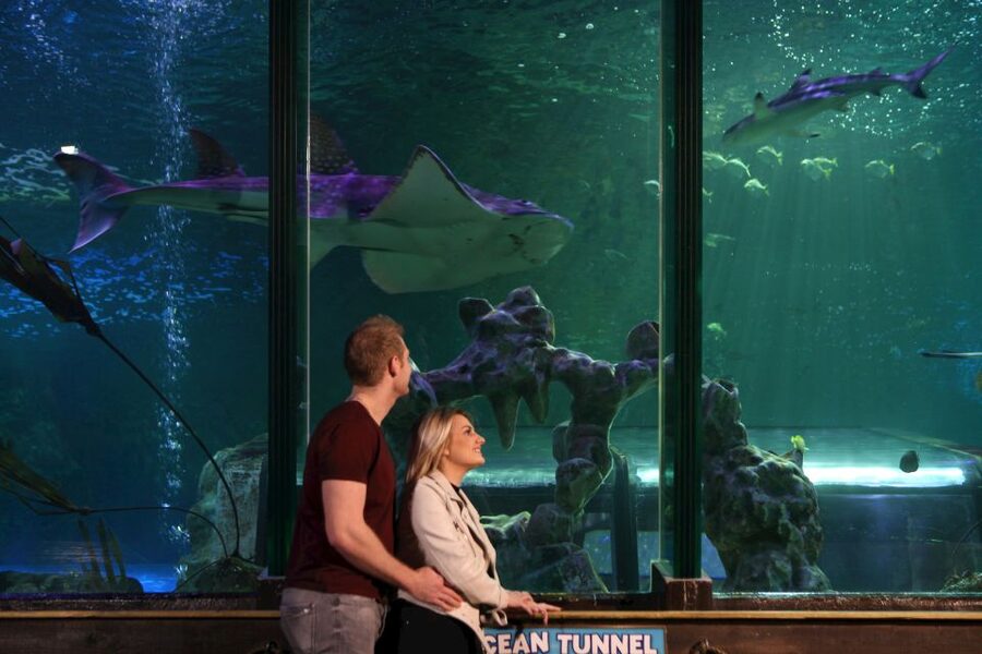 SEA LIFE Blackpool Entrance Ticket - Key Highlights You Should Plan For