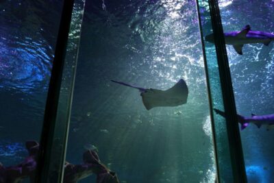 SEA LIFE Blackpool Entrance Ticket