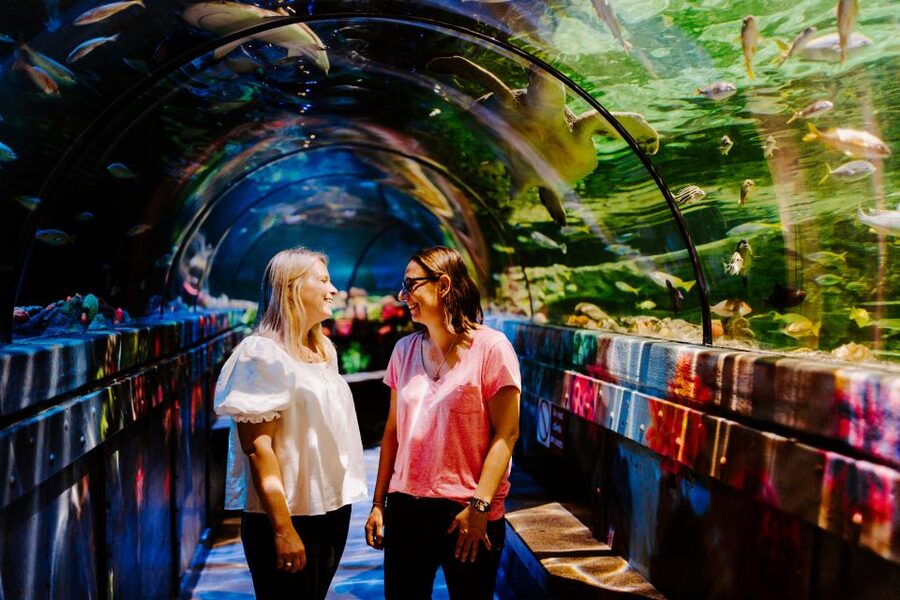 Sea Life Brighton Admission Ticket - Key things I’d circle before you go