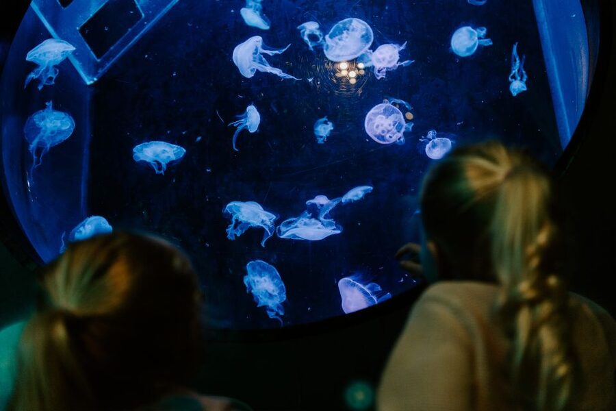 Sea Life Brighton Admission Ticket - Food, Comfort, and Practical Tips That Save Time
