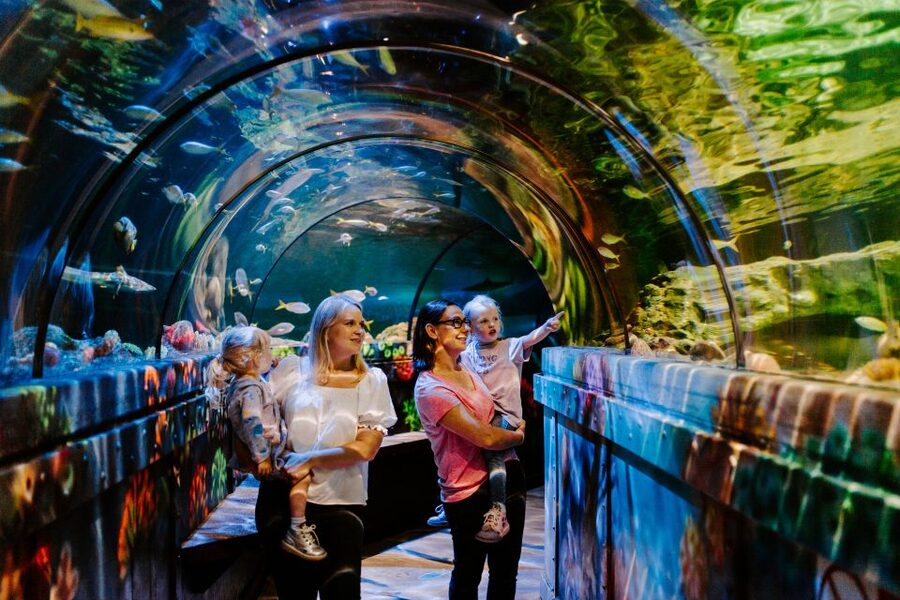 Sea Life Brighton Admission Ticket - Sea Life Brighton: What You Really See Under One Roof