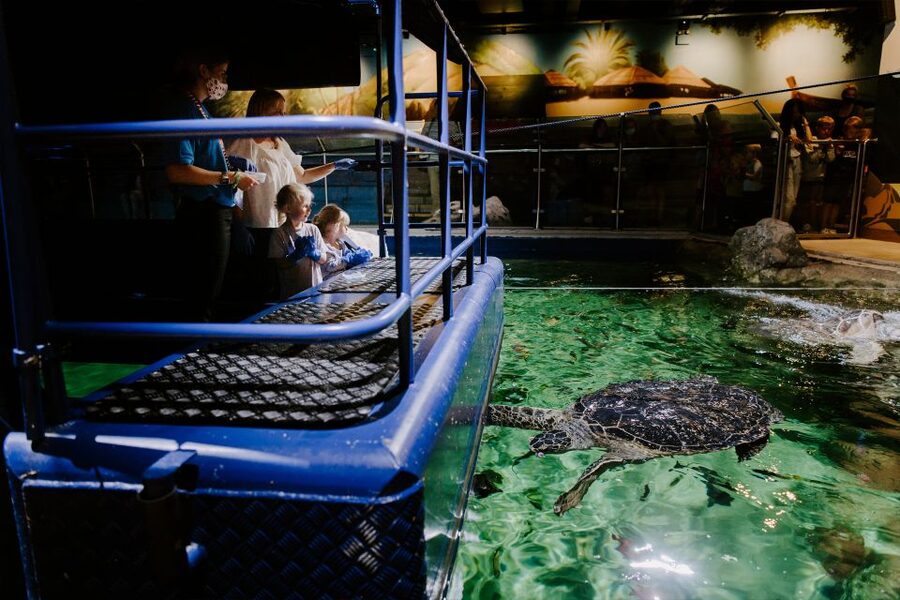 Sea Life Brighton Admission Ticket - Sharks, Rays, Starfish, and Other Eye-Catching Creatures