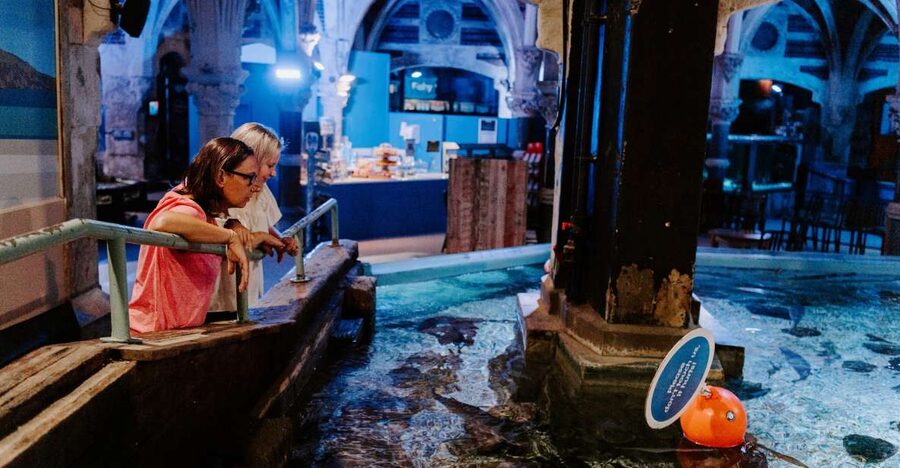 Sea Life Brighton Admission Ticket - Glass-Bottom Boat: Seeing Green Sea Turtles and Sharks Without Strain
