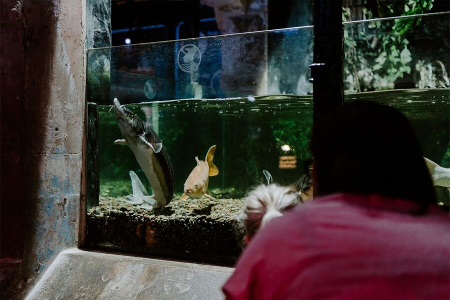Sea Life Brighton Admission Ticket - Underwater Tunnel, Coral Reefs, and the Floor-to-Ceiling Viewing Moment