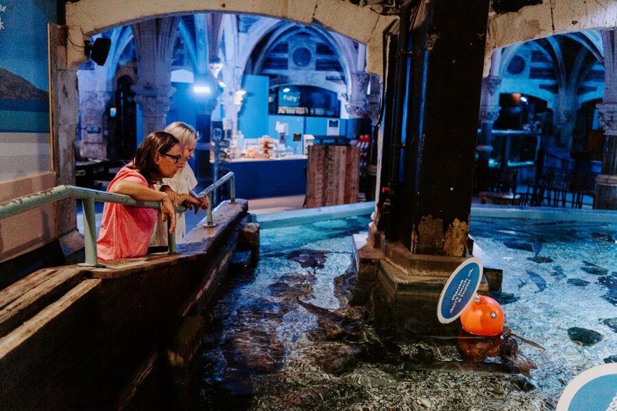 Sea Life Brighton Admission Ticket - Daily Talks and Creature Feeding: How to Time Your Best Viewing