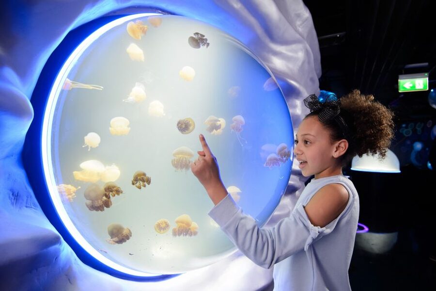 SEA LIFE London & DreamWorks Shrek's Adventure: Combo Ticket - Shrek’s Adventure: the 4D bus, character meetups, and a live show