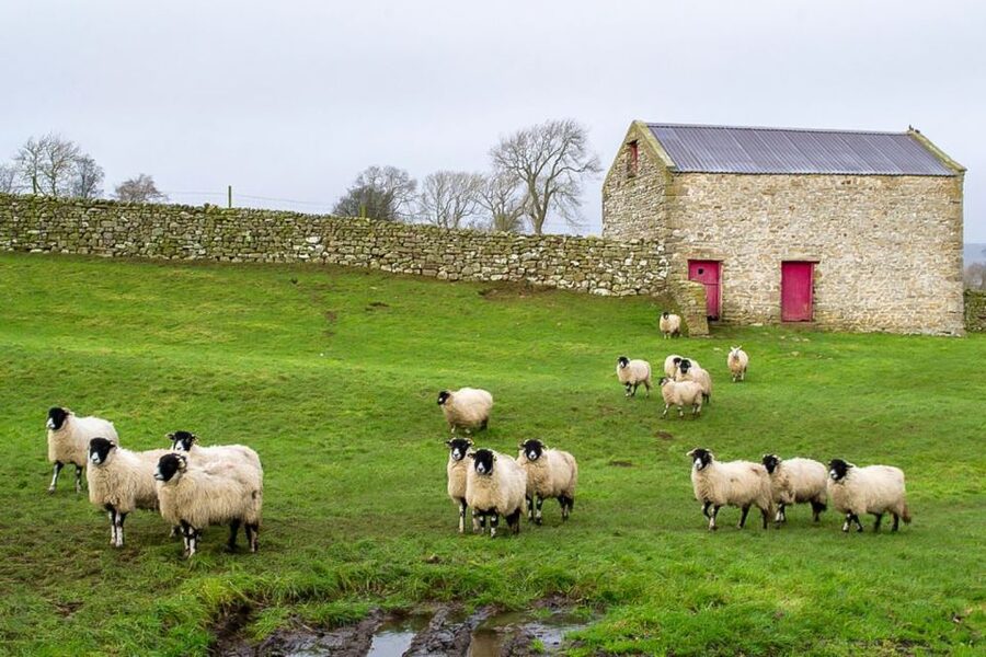 The Yorkshire Dales Tour from York - Dales Towns and Villages Like Hawes: Where the Day Breathes