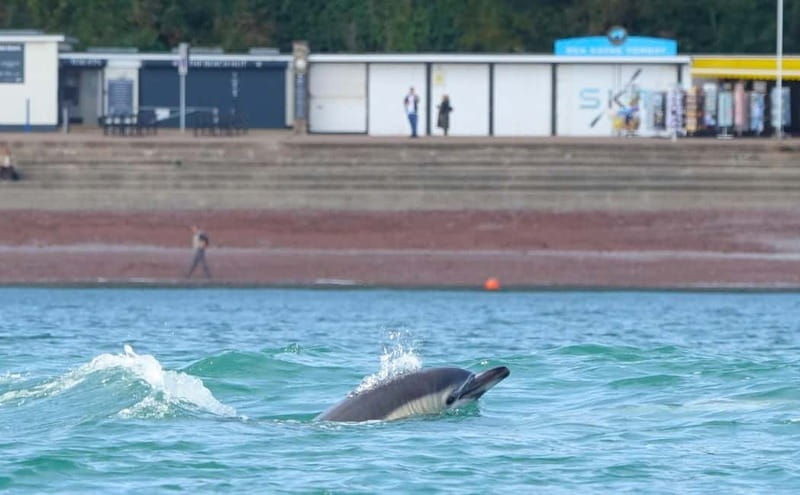 Torquay: Guided Wildlife, Bushcraft, Sea Cave Kayak Safari - Safety, groups, and why the guide matters more than you think