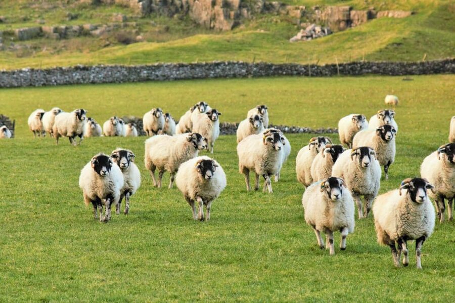 York: "All Creatures Great and Small" Yorkshire Dales Tour - Bolton Castle: included grounds and centuries of drama