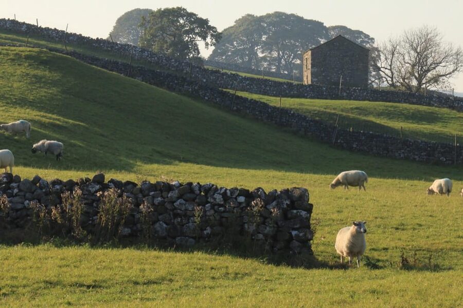 York: "All Creatures Great and Small" Yorkshire Dales Tour - Askrigg, Wensley church, and the old-series Darrowby Village look