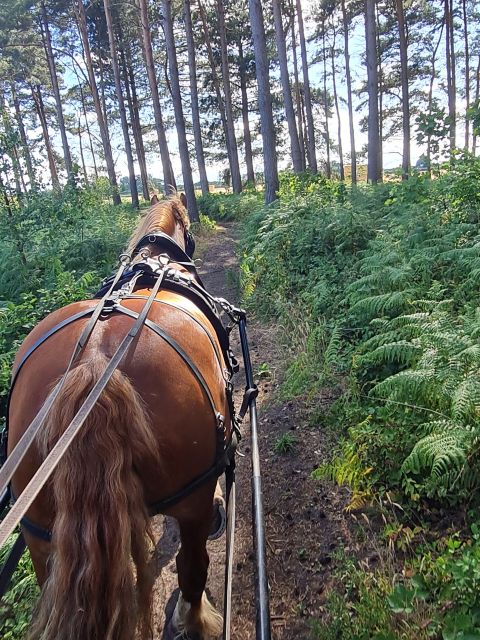 York: Horse Drawn Carriage Ride Around the Countryside York - Key things to know before you climb aboard
