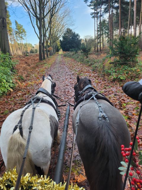 York: Horse Drawn Carriage Ride Around the Countryside York - Deer and buzzards spotting: how to maximize your chances