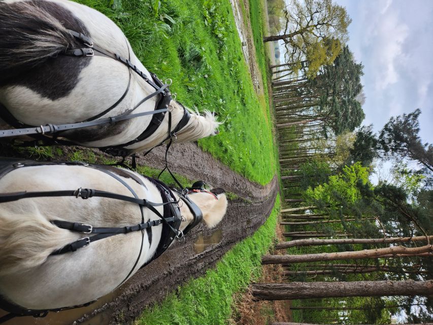 York: Horse Drawn Carriage ride & Cream Tea - Key Things You’ll Notice Before You Go