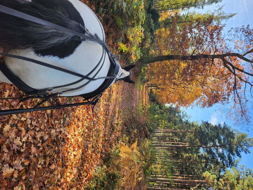 York: Horse Drawn Carriage ride & Cream Tea - Longer Tours and Pre-Ordered Add-Ons